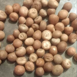 Betelnut