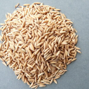 Paddy