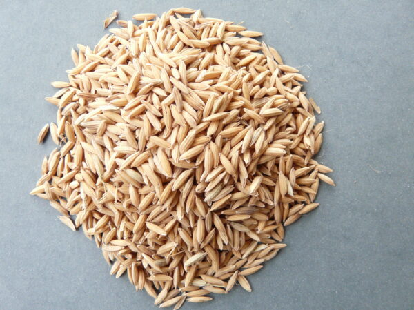 Paddy Harlu